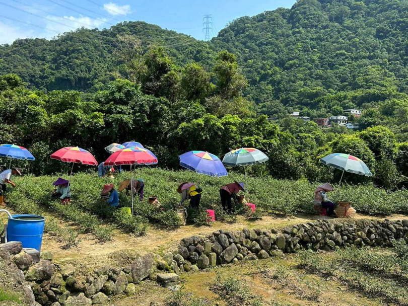 採茶工在大陽傘下沿著貓空山坡費力採茶的熱鬧畫面。（圖╱吳德亮攝）