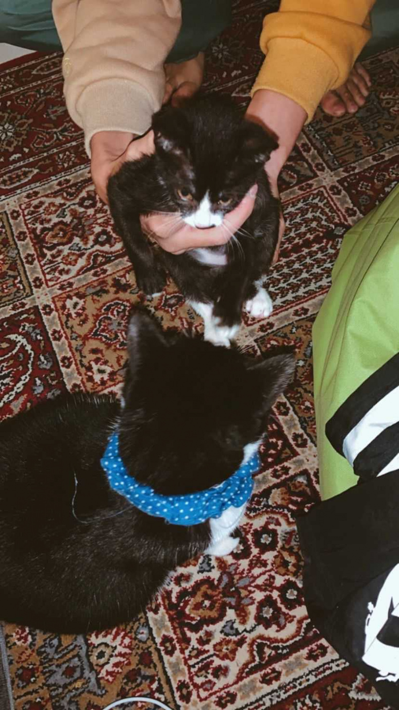 筱緹收養趴踢後,貝蒂不僅沒排斥,反而很有姊姊架式。(圖/筱緹提供)