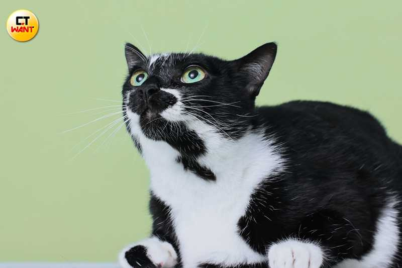 雖然高齡8歲，但筱緹很自豪貝蒂依舊頭好壯壯。（圖／本刊攝影組）