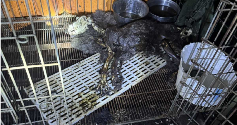 新竹縣新埔鎮一處狗園被爆出嚴重不當飼養，園區內狗屍遍地。（圖／流浪動物珍愛之家提供）