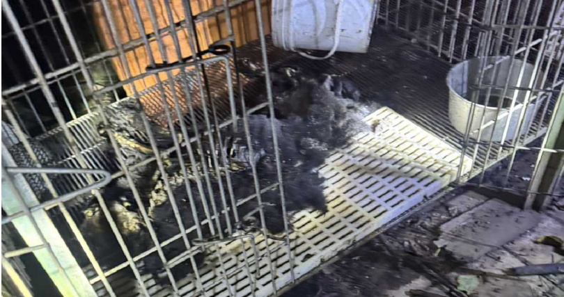 新竹縣新埔鎮一處狗園被爆出嚴重不當飼養，園區內狗屍遍地。（圖／流浪動物珍愛之家提供）