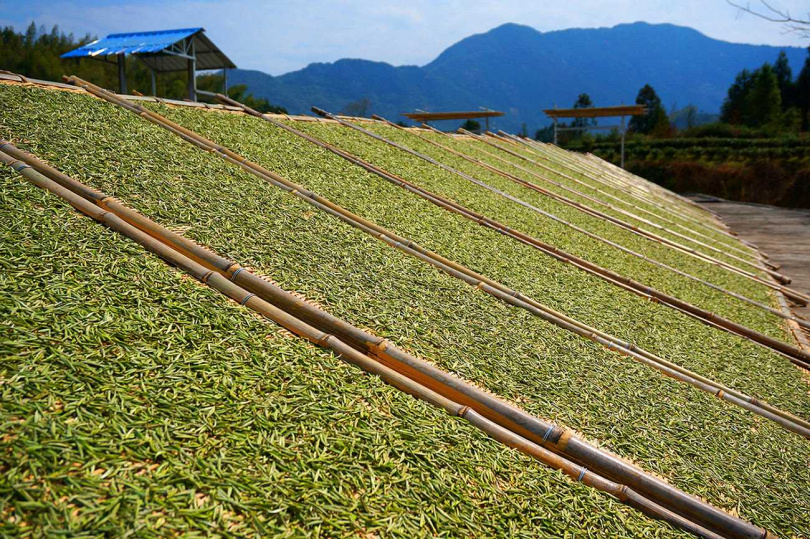 將採得的茶菁攤放竹製的蔑架上進行日光萎凋是白茶製作的第一步。(圖/吳德亮攝影)