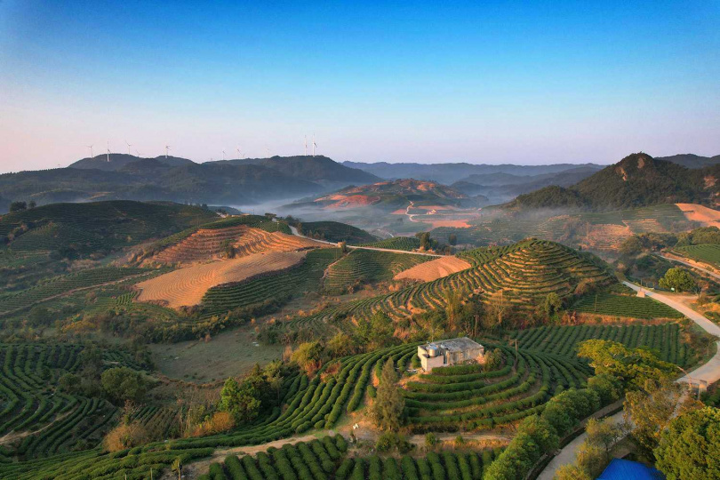 陳府白茶最新統包的早年國營大京茶廠偌大的茶園。(圖/陳寧化提供)