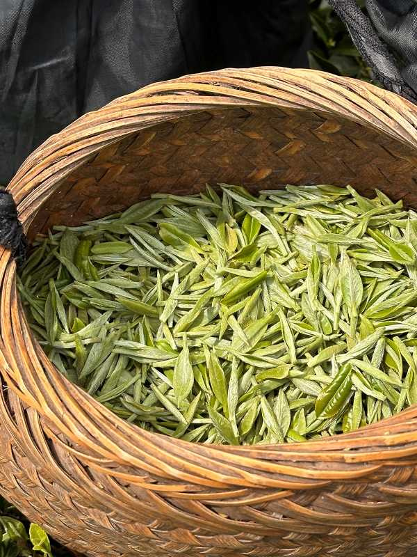 烈日下剛採得的白茶嫩芽茶菁。(圖/吳德亮攝影)