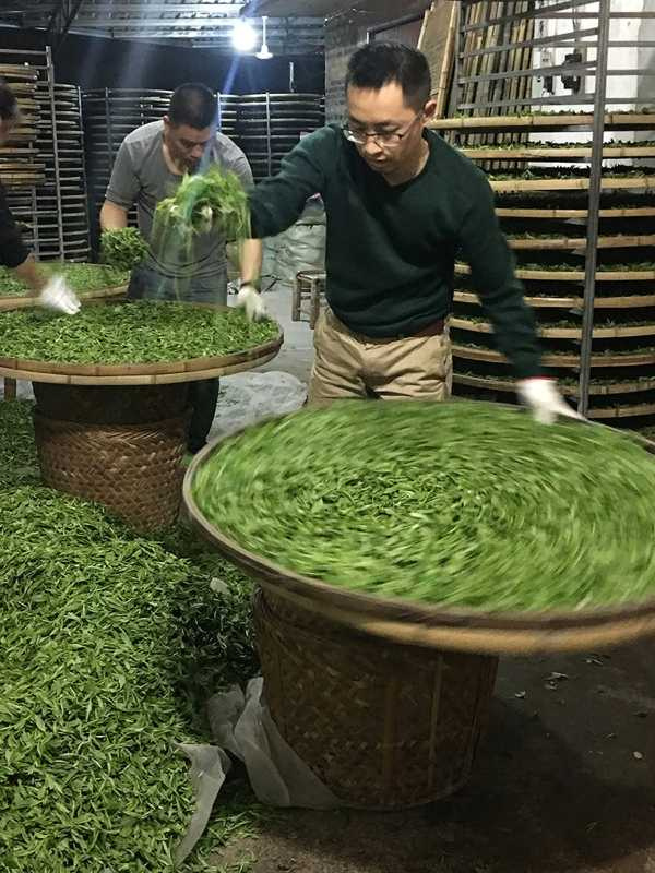 專注浪菁萎凋製作白茶的陳寧化。(圖/吳德亮攝影)