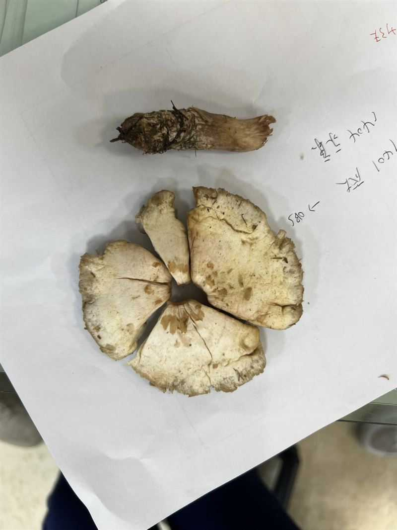 民眾自行野外採摘，誤將有毒蕈類當作可食用品種，其中以綠褶菇最常見。（圖／翻攝自北榮網站）