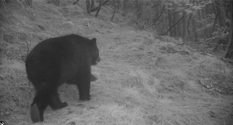 捕捉到熊出沒畫面。(圖/翻攝畫面)