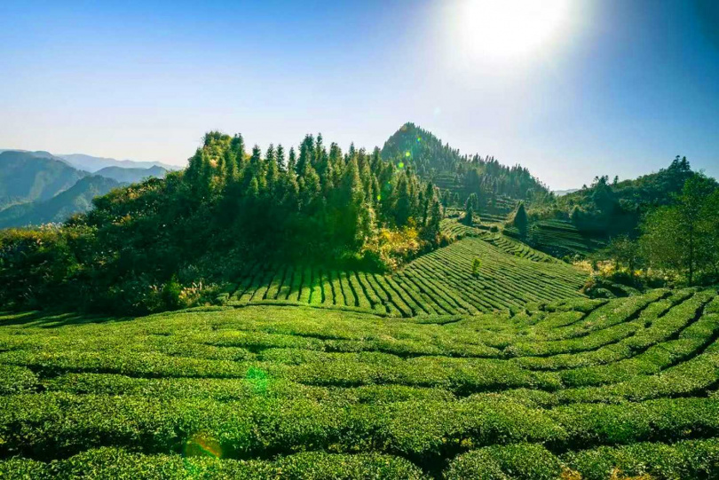 復刻版重慶烏龍沱茶原料來自海拔1300公尺的四川高山茶區。(圖/藍泰彬提供)