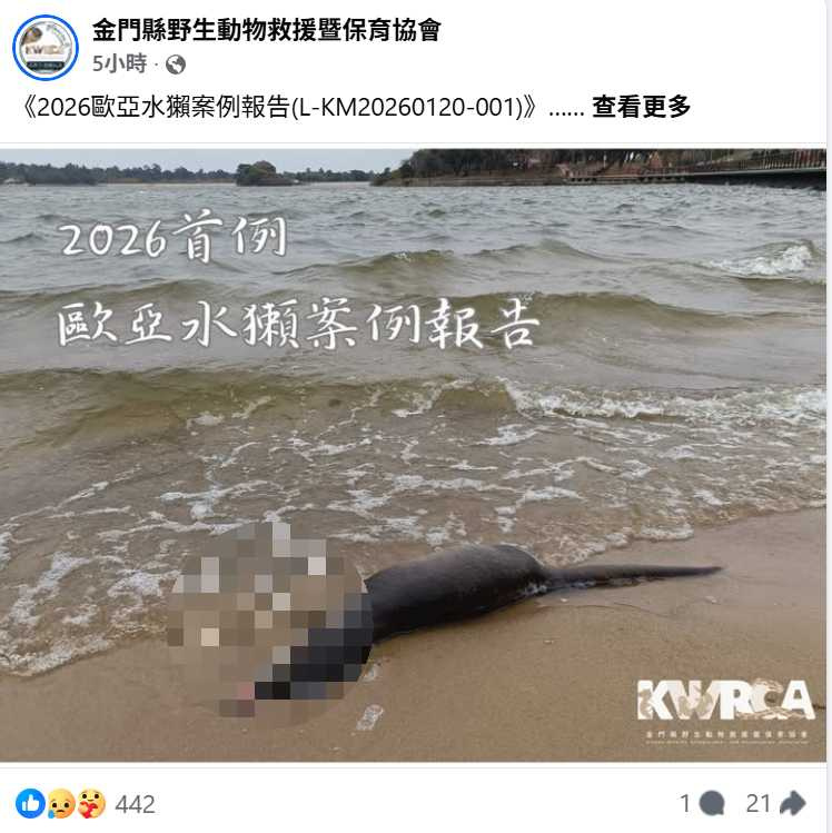 金門太湖發現一隻高齡歐亞水獺死亡，研判可能與老化及傷口感染等因素有關。（圖／翻攝自臉書，金門縣野生動物救援暨保育協會）