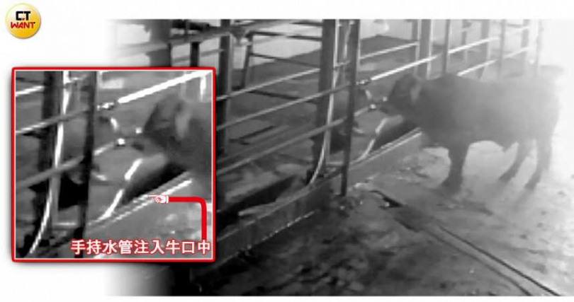 雅勝2024年發生灌水牛事件,外部廠商將水管深入牛隻胃部強行灌水,手段極為惡劣。(圖/讀者提供)