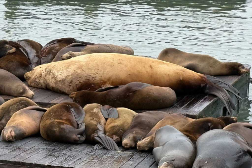 重達近1噸的史特勒海獅現身碼頭，與小型海獅形成強烈對比。