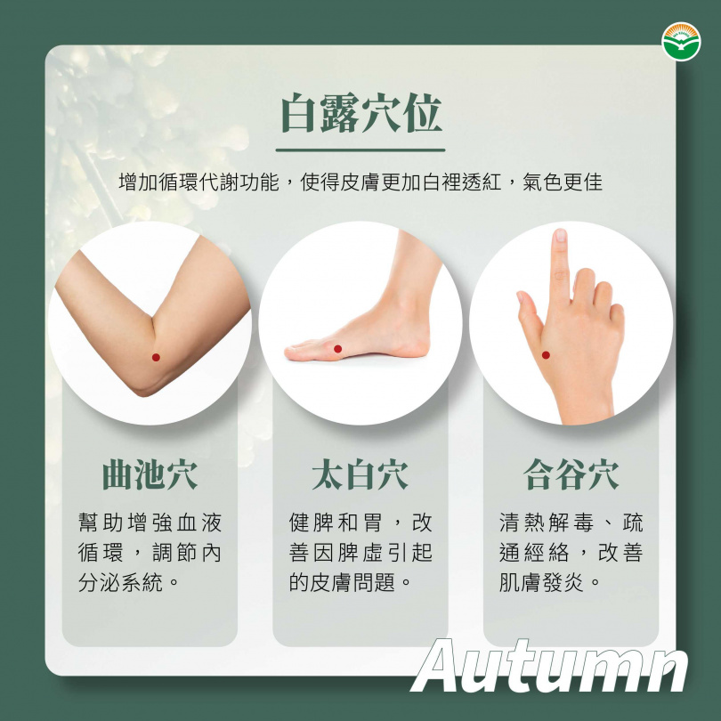 節氣白露穴位按摩須知。(圖/馬光中醫提供)