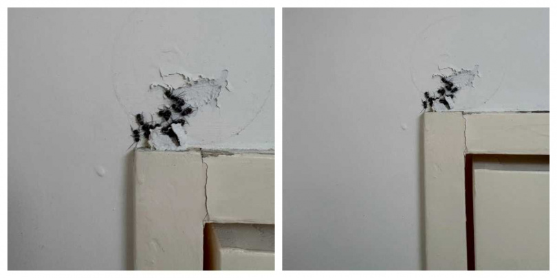 新屋門框上驚見黑色蟑螂成群，至少15隻蟑螂聚集門框，畫面引發密集恐懼症網友熱議。（圖／翻攝自Threads，@didijai39）