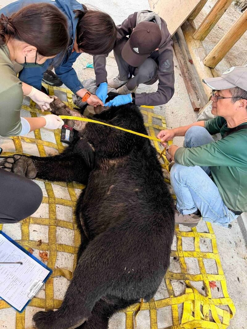 生物多樣性研究所獸醫檢查,確認黑熊無外傷,是隻體重123公斤的成年公熊。(圖/嘉義林業分署提供)