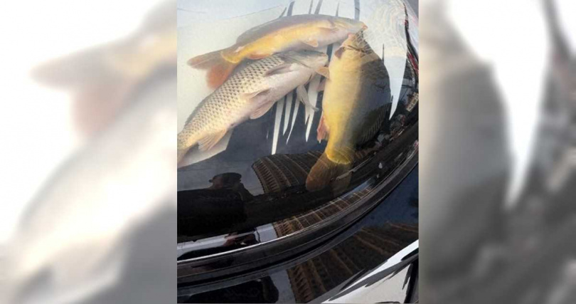 中國遼寧一名男子竟在汽車引擎蓋下方蓄水養魚,水中魚群清晰可見,引發網友熱議。(圖/翻攝自微博)