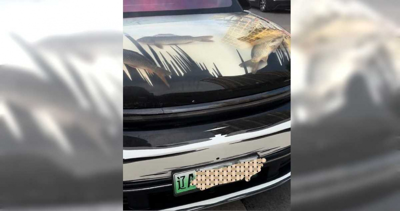 中國遼寧一名男子竟在汽車引擎蓋下方蓄水養魚,水中魚群清晰可見,引發網友熱議。(圖/翻攝自微博)