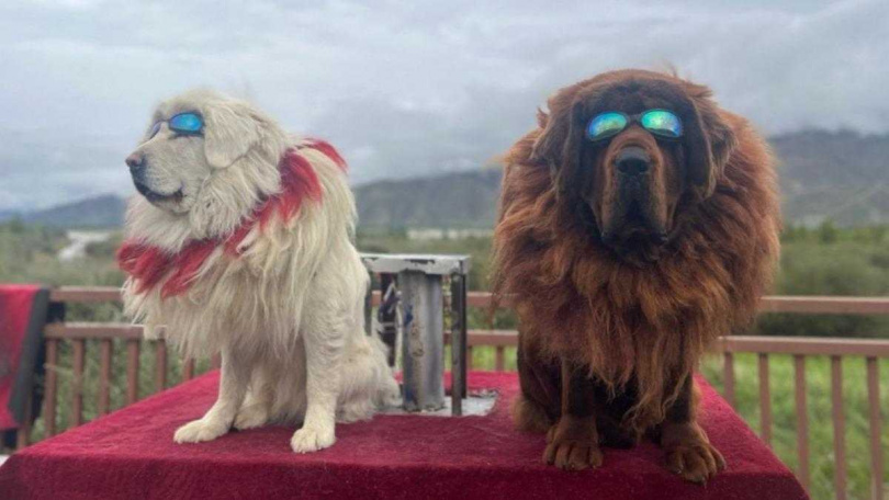 涉事犬隻戴著毛領長時間固定坐姿，疑遭強迫配合拍照，引發虐待爭議。（圖／翻攝自微博）