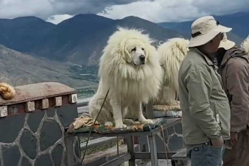 拉布拉多犬以毛絨飾品偽裝「藏獒」，遊客發現異狀後拍攝影片揭發真相。（圖／翻攝自微博）