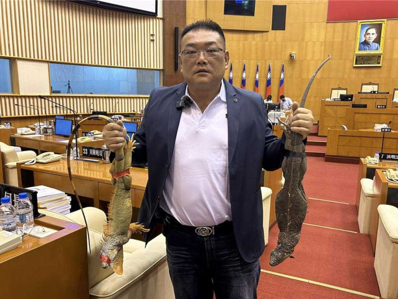據統計,今年截至11月底,屏東縣綠鬣蜥移除數破11萬隻又創新高,縣議員洪宗麒4日活捉綠鬣蜥至議會總質詢,與縣政府商討根除辦法。(圖/中國時報謝佳潾攝)