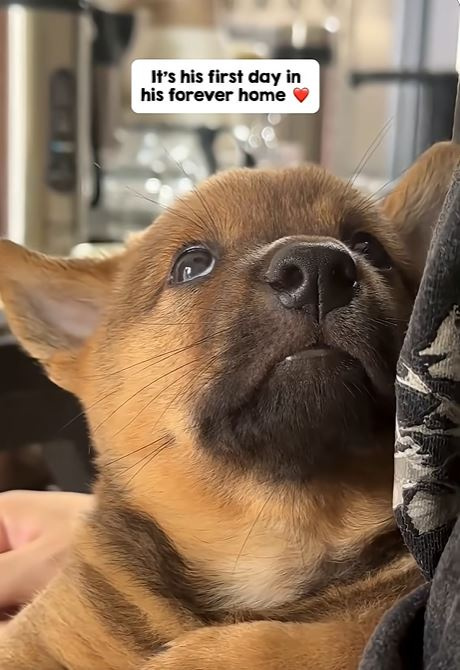 PO主配文表示，這天是小狗第一次從收容所回到牠未來的家中。（圖／翻攝Youtube頻道《 Woof World》）