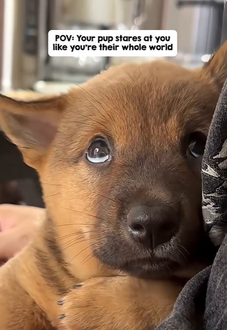 棕毛小狗的眼神融化無數網友，留言區更是充滿溫馨的言論。（圖／翻攝Youtube頻道《 Woof World》）