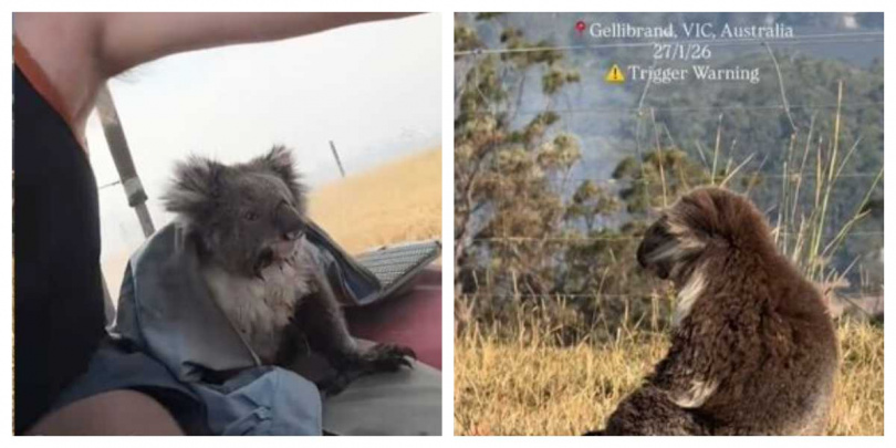 居民發現無尾熊驚逃自焚燒林地，協助安置於安全區域，保住一命。（圖／翻攝自臉書，Karlee Smith）