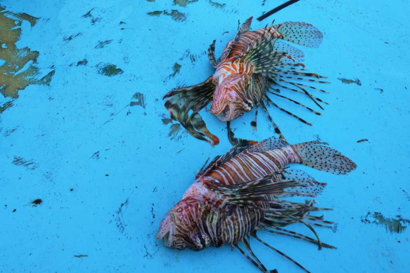 海表溫度屢創新高,專家警告海洋生物恐因高溫與缺氧面臨大規模死亡危機。