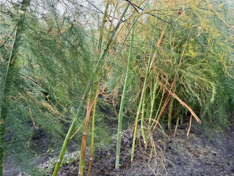 氣候不穩定,不僅影響蘆筍的產量,蘆筍母株也容易生病。(圖/楊姓蘆筍農提供)