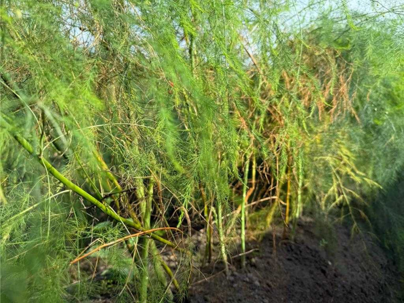 氣候不穩定,不僅影響蘆筍的產量,蘆筍母株也容易生病。(圖/楊姓蘆筍農提供)