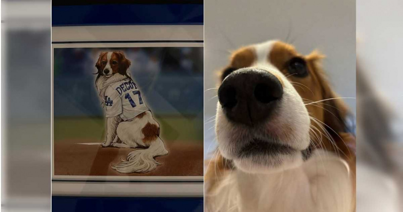 大谷翔平的愛犬DECOY成為遊戲王的卡牌主角。(圖/翻攝自Instagram/shoheiohtani)