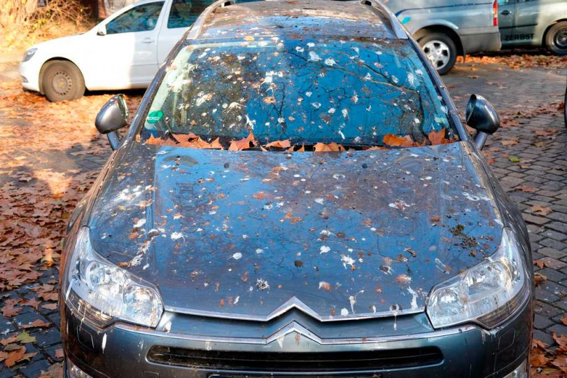 近三成車主認為愛車遭鳥類針對，鳥糞造成的維修與清潔成本不容忽視