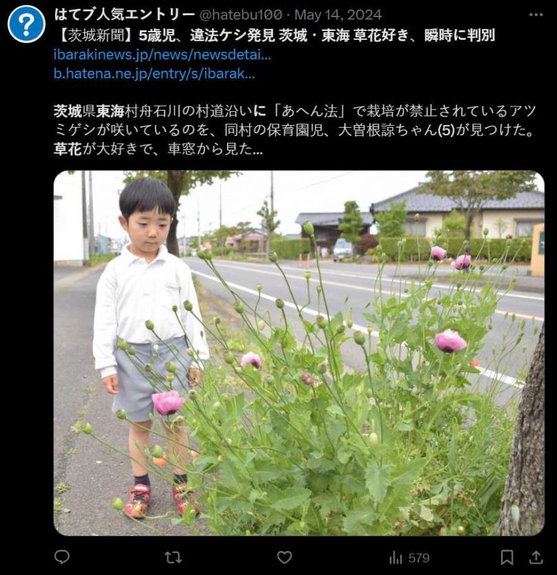 5歲男童一眼認出路邊種的花朵,就是特洛伊罌粟。(圖/翻攝自X)