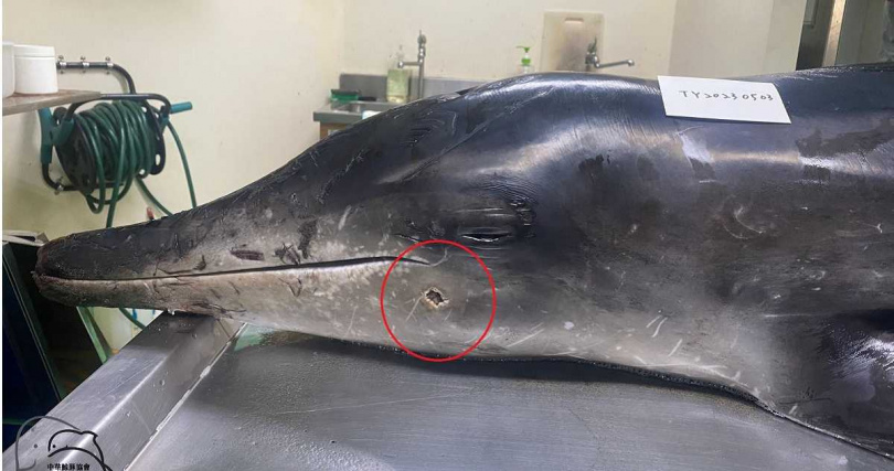 該頭雌性糙齒海豚的左下顎可見明顯彈孔。（圖／擷取自Facebook／中華鯨豚協會 Taiwan Cetacean Society）