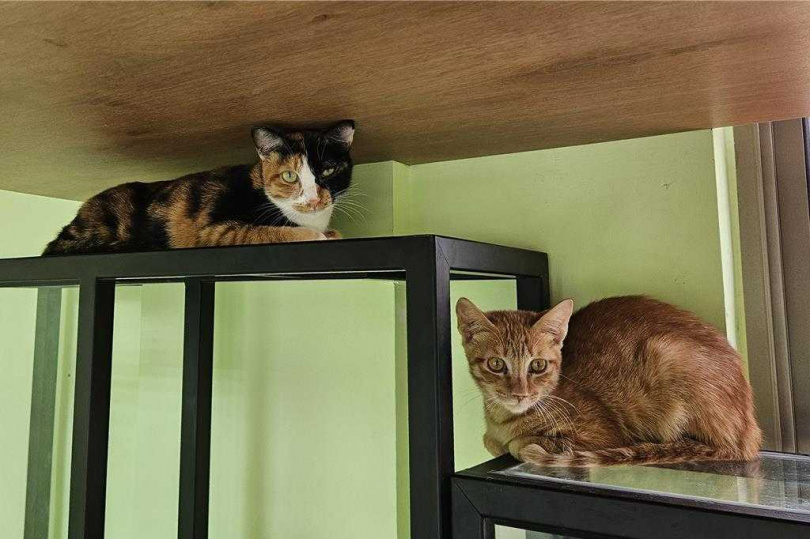 農業部動植物防疫檢疫署日前宣布，自今年7月1日起，有條件放寬家貓施打狂犬病疫苗的規範，屏東縣獸醫公會憂心將成為防疫破口。（圖／中國時報羅琦文攝）