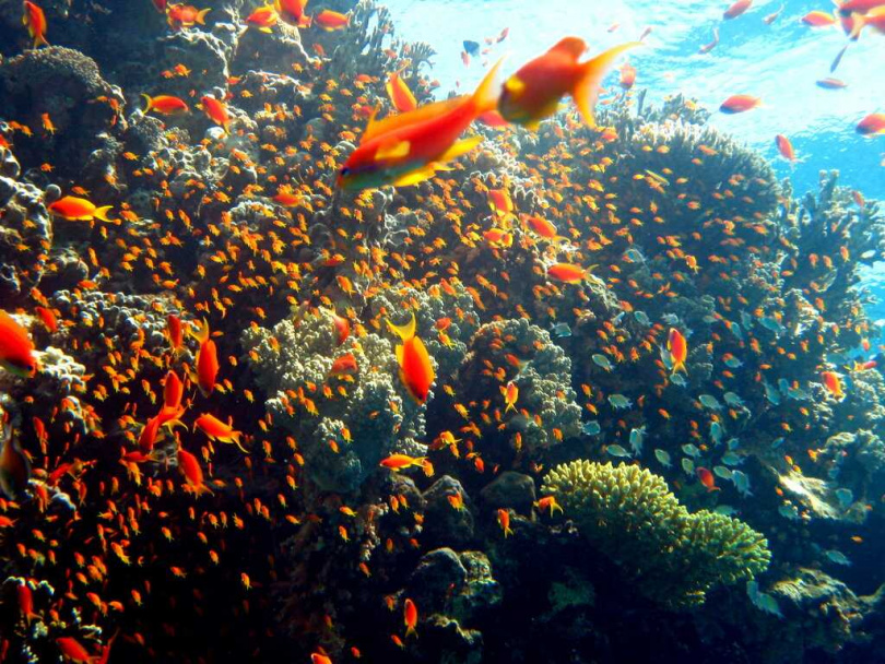 全球上千具海洋監測浮標協助科學家追蹤深達2,000公尺的海洋熱含量變化。