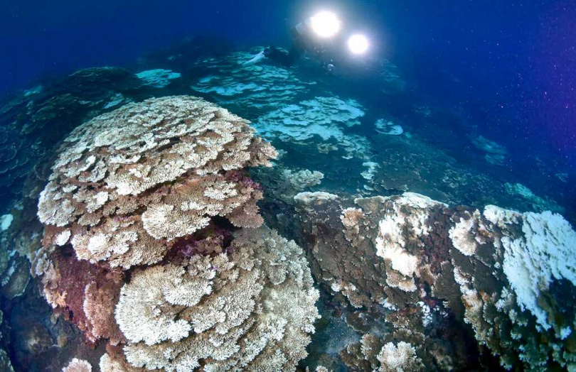 海水升溫導致熱帶珊瑚礁白化甚至死亡，對生態系造成嚴重衝擊。