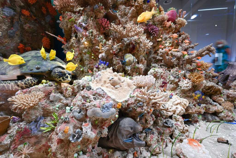 海水升溫導致熱帶珊瑚礁白化甚至死亡，對生態系造成嚴重衝擊。