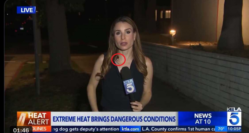 KTLA 5記者瑞秋梅尼托夫連線報導洛杉磯熱浪時，一隻巨型蟑螂突然爬上她的胸口及頸部。（圖／翻攝自KTLA 5）