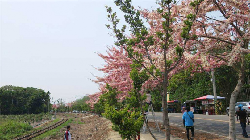 彰化縣二水鄉員集路的花旗木大爆發，不過民眾為了取得最佳角度，竟直接走上鐵道上取景。（示意圖／報系資料照）