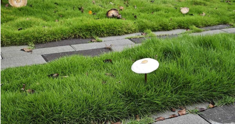 台鐵舊宿舍廣場草坪也是滿地香菇。