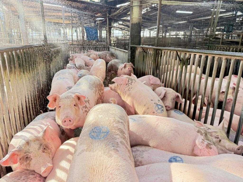 （圖／雲林肉品市場公司提供）