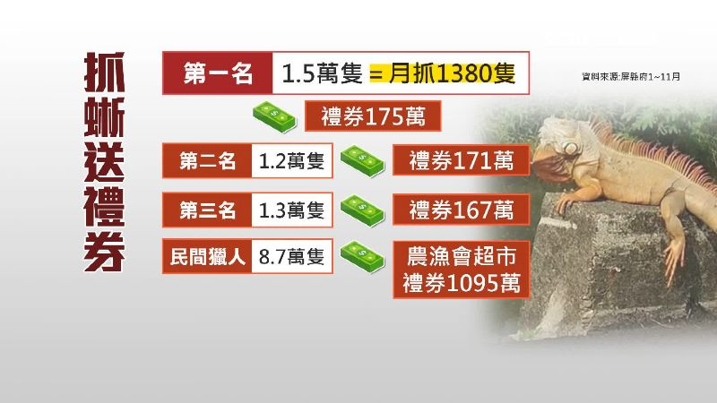 抓綠鬣蜥送禮券。（圖／三立新聞網）