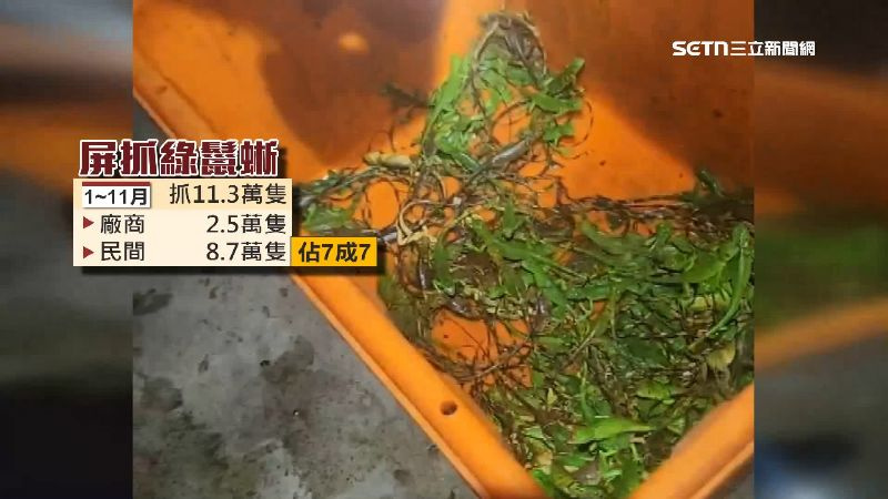 屏東抓綠鬣蜥數量。（圖／三立新聞網）