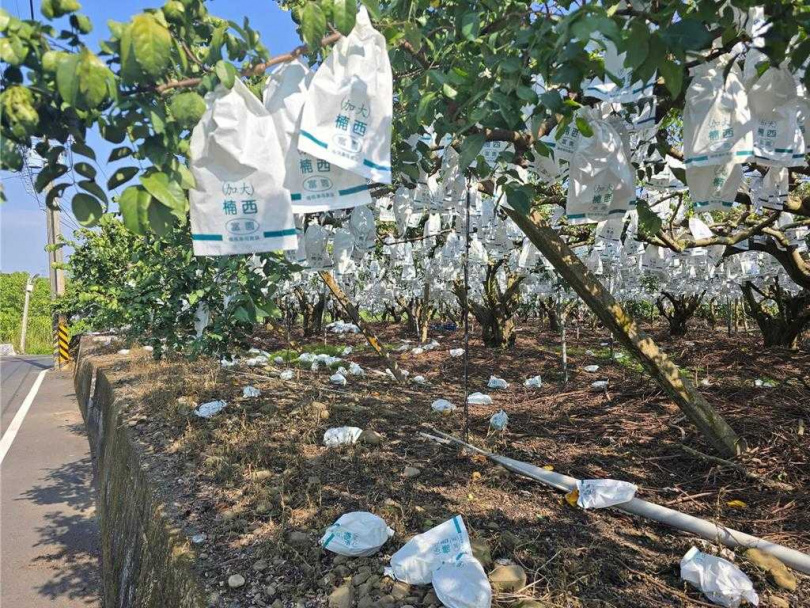 台南山區受地震影響，蜜棗與楊桃落果嚴重。（圖／台南市政府農業局提供）