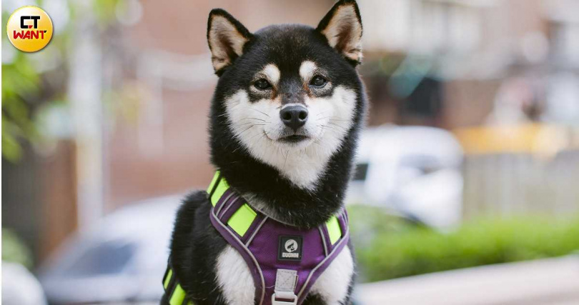 柏妍樺當初從中途之家領養Kona，過程十分幸運，而Kona個性也很好，是難得一件的天使柴。（圖／楊澍攝）