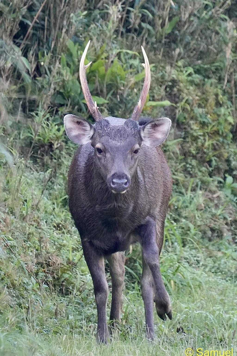 鹿老大霸氣跺腳。（圖／謝姓山友提供）