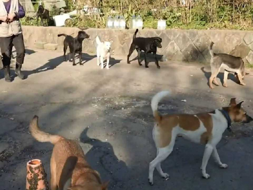 餵食會造成流浪動物聚集增加，造成掠食者數量和密度提高，對野生動物威脅極大。（圖／翻攝自中天新聞）