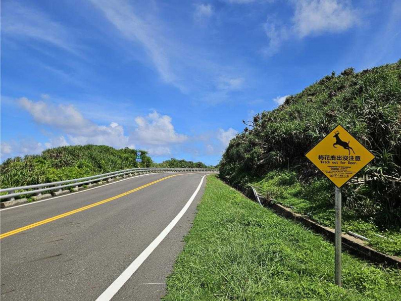 墾丁國家公園復育梅花鹿有成,30年來從223隻成長到超過3600隻,成長16倍,對森林生態環境、農作物、交通帶來負面影響。墾管處在道路旁設置小心梅花鹿標誌,提醒駕駛人,隨時有梅花鹿從旁竄出。(圖/中國時報羅琦文攝)