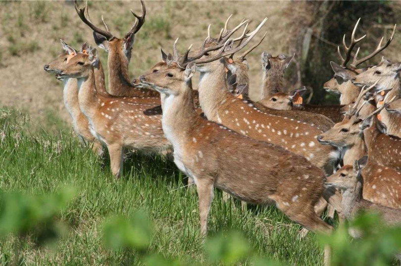 墾丁國家公園復育梅花鹿有成,30年來從223隻成長到逾3600隻,超過16倍,對森林生態環境、農作物、交通帶來負面影響。(圖/墾管處提供)
