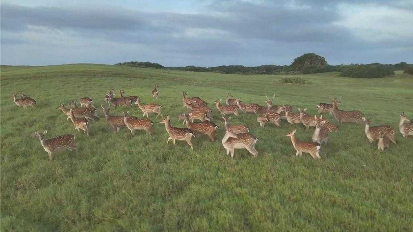 墾丁國家公園復育梅花鹿有成,30年來從223隻成長到逾3600隻,超過16倍,對森林生態環境、農作物、交通帶來負面影響。(圖/墾管處提供)